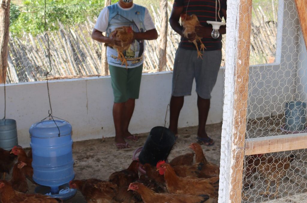 AGRICULTORES E AGRICULTURAS ELEVAM O PADRÃO DE VIDA DA SUAS FAMÍLIAS ATRAVÉS DA AVICULTURA