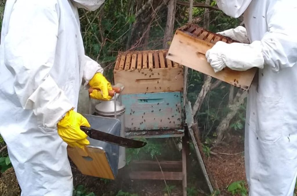 A IMPORTÂNCIA DO ASSOCIATIVISMO NO SETOR DA APICULTURA