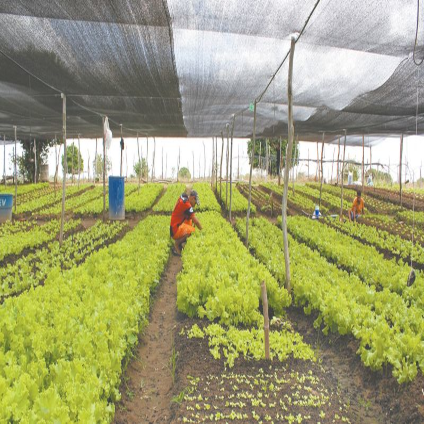 FEIRA REGIONAL DE CRATEÚS PODE VIRAR REFERÊNCIA PARA O NORDESTE